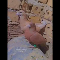 نر ماده زرد سرخ