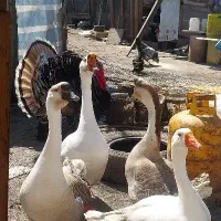 قوغاز نر و جوجه اردک اسراعیلی