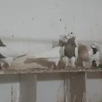 طوقی کرمانشاهی لامرد