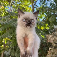 گربه ی سیامی|گربه|کرمانشاه, |دیوار