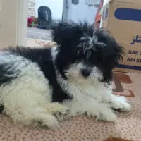 سگ میکس سگ پامر و شیتزو|سگ|پرند, فاز ۶|دیوار