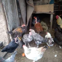 مرغ و خروس محلی