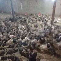 جوجه بوقلمون  ۷۰ روزه