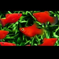 فروش ماهی گوپی|ماهی|کرمان, |دیوار