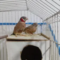 فنچ مرغ عشق