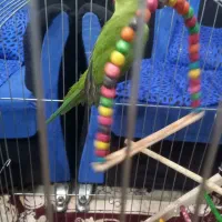 طوطی ملنگو سخنگو ماده پ|پرنده|اصفهان, بهاران|دیوار