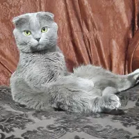 گربه نر اسکاتیش بلو فولد