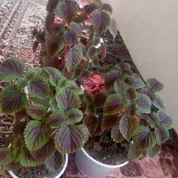گل خانگی