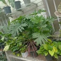 گل‌های آپارتمانی و بیرونی|گل و گیاه طبیعی|ساری, |دیوار