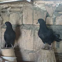 جوجه دمگیر|پرنده|خمینی‌شهر, |دیوار