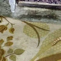 توله گربه اپارتمانی نژاد میکس واکسن اولیه زده شده|گربه|چالوس, |دیوار