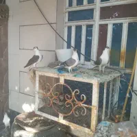 کبوتر شهری پرستویی