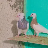 طوقی شیش دانگ و کلکسیونی|پرنده|مشهد, شهید احمدی روشن|دیوار