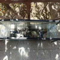 آکواریوم|ماهی|انزل, |دیوار