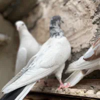 کفترابلغ سفیدسین ماش کل دم سیاه|پرنده|قم, زاد|دیوار