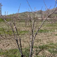 باغ|فروش زمین و ملک کلنگی|دینور, |دیوار