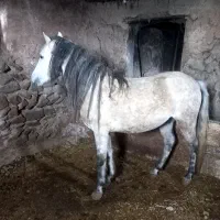 اسب|اسب و تجهیزات اسب‌سواری|شاهین دژ, |دیوار