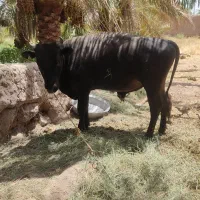 جلب قصابی.