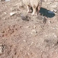 گوسفند داشتی چاق