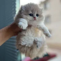 گربه اسکاتیش و بریتیش|گربه|مشهد, الهیه|دیوار