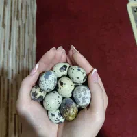جوجه