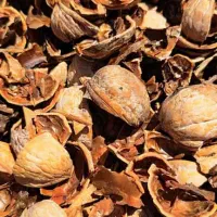 خریدار پوست پسته بادام  زیتون و هسته البالو