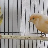 قناری ۲ عدد