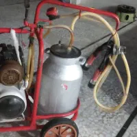 شیر دوش گاوی