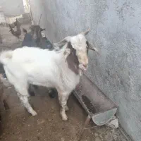 پازن|حیوانات مزرعه|سعدآباد, |دیوار