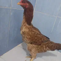 سلام یک عدد مرغ لاری