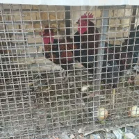 دو عدد خروس جوان