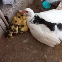 جوجه اردک اسرایلی چندروزه موجوده