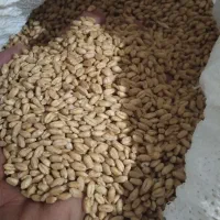 گندم آبی پیشگام