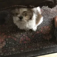 پودل کراس  عروسکی فوری|سگ|اندیشه, اندیشه فاز ۱|دیوار