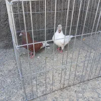 ۵ جفت کفتر پرشی