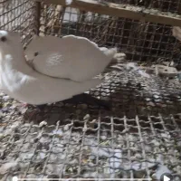 فروشی نر ماده دم زرد