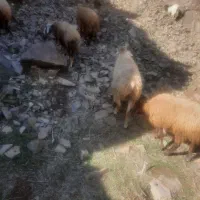 قوچ دامازدخ|حیوانات مزرعه|مشگین شهر, |دیوار