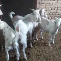 بزغاله نر