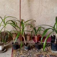 گل ذرتی|گل و گیاه طبیعی|سیدان, |دیوار