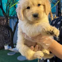 سگ خانواده نژاد محبوب گلدن رتریور