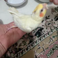 عروس هلندی لوتینو