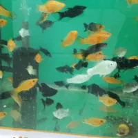 انواع ماهی گیاه خوار و گوشت خوار جدید|ماهی|کرمان, |دیوار