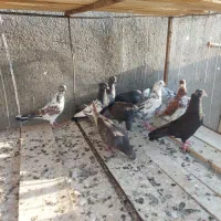 ده عدد کفتر گرفتنی همه ناجلد