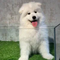 توله های سامویید با کیفیت(مشاوره رایگان)