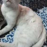 واگذاری رایگان گربه
