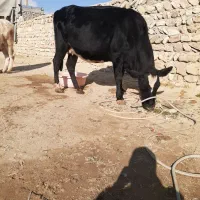 دوتا گاو دوگه شکم دوم هفت ماه ونیم آبستن