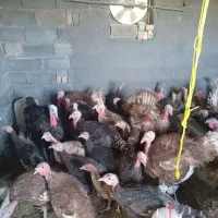 ۷۰ عدد بوقلمون سالم