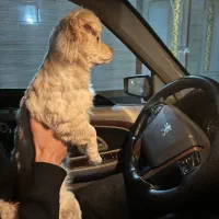 سگ پامر اشپیتز