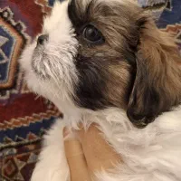 سوپر فلت خالص عکس واقعی