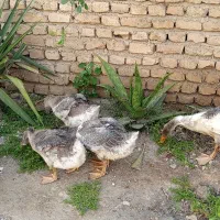 غازمحلی